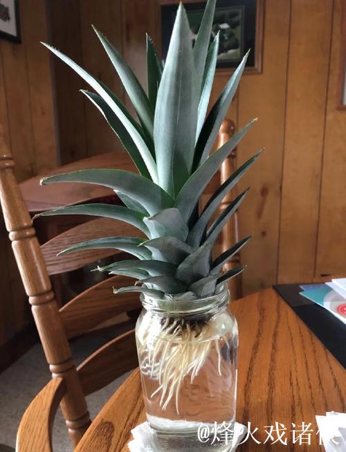 菠萝种植全流程教学视频指南